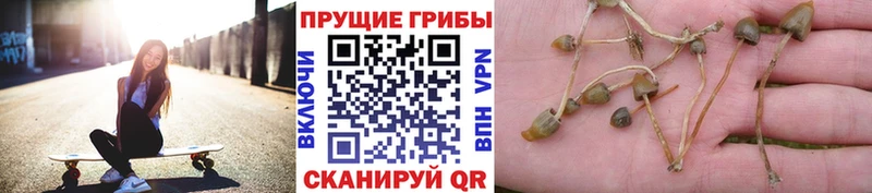 Галлюциногенные грибы GOLDEN TEACHER  Переславль-Залесский 